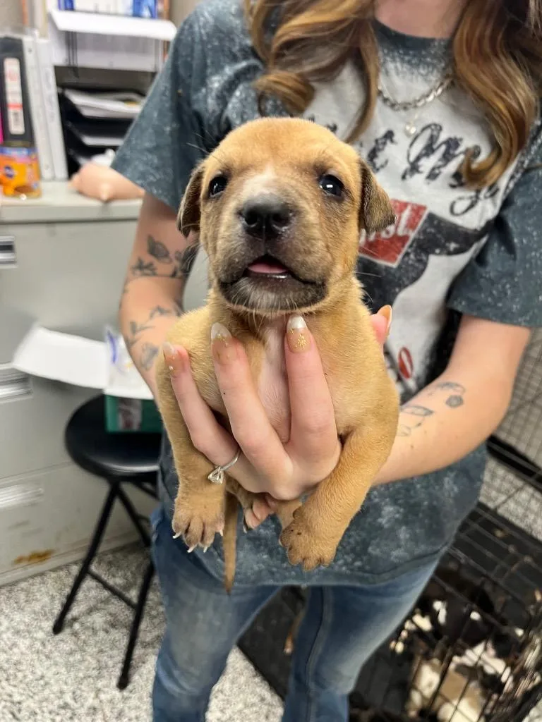 A baby small-sized female Terrier dog named Ivy for adoption in Hopkinsville, KY