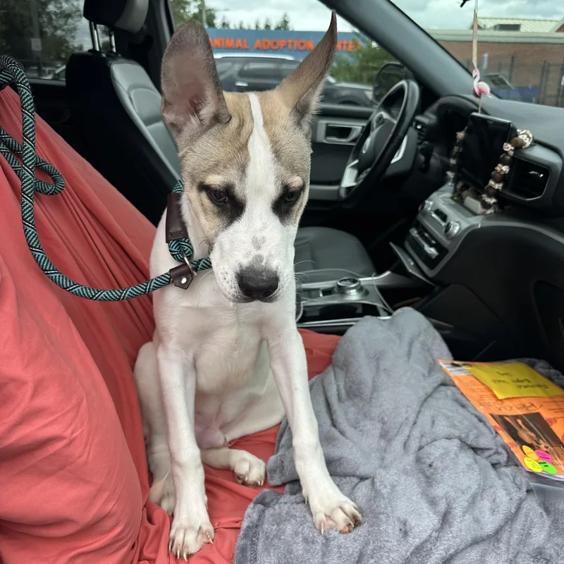 A baby medium-sized male Shepherd dog named Maxx for adoption in Newfoundland, NJ