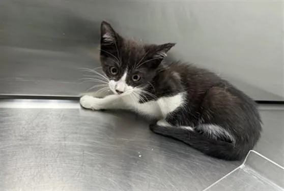 A baby small-sized male Domestic Short Hair cat named Thunder for adoption in Antioch, CA