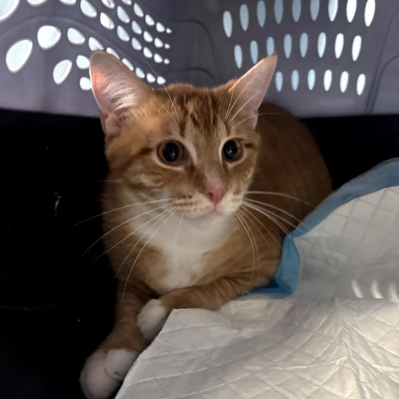 A young small-sized male Orange / Red Domestic Short Hair cat named Milo for adoption in Garfield, AR