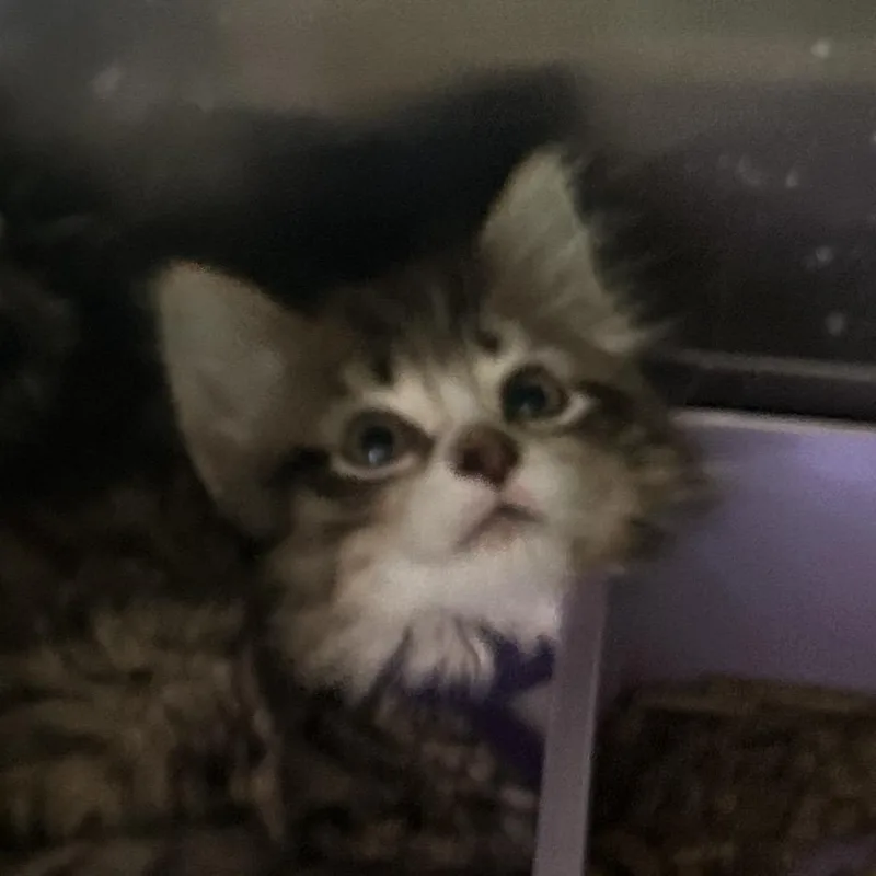 A baby small-sized female Brown / Chocolate Domestic Long Hair cat named Wendy for adoption in Veneta, OR