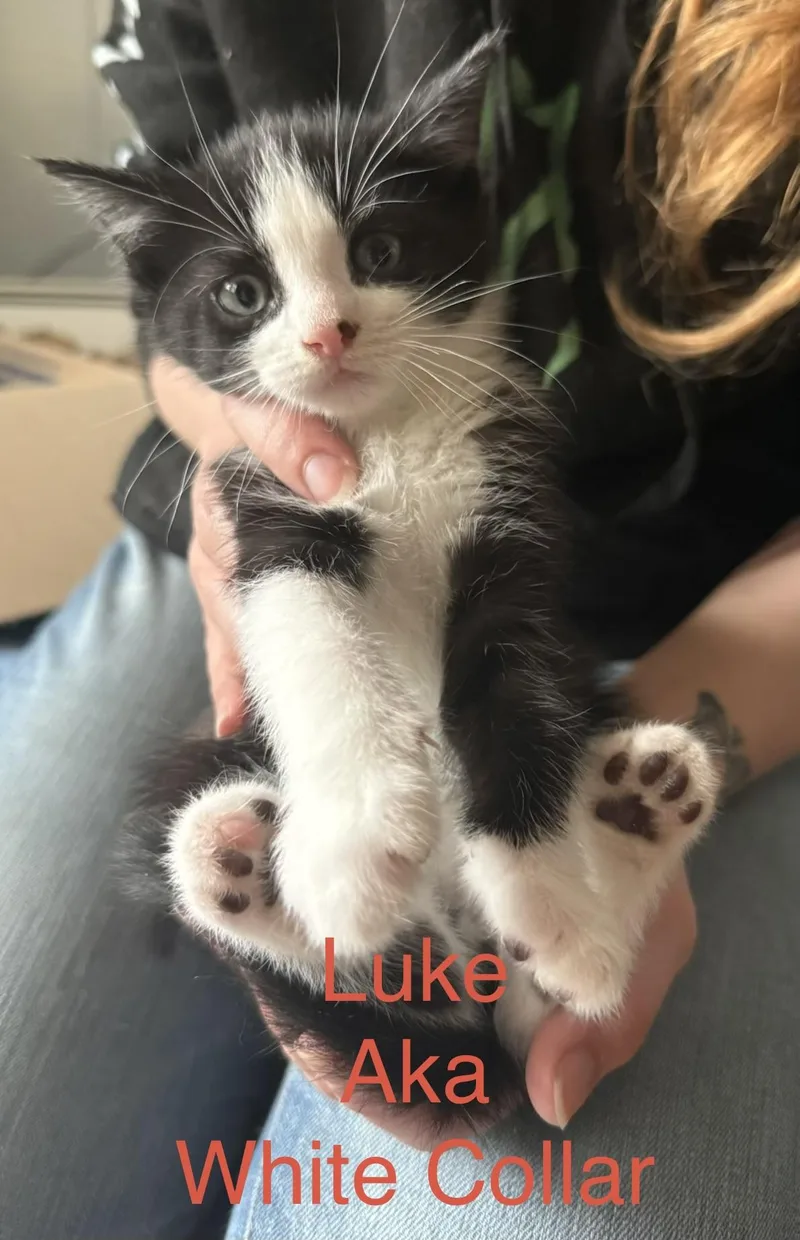 A baby medium-sized male Black & White / Tuxedo Domestic Medium Hair cat named Luke for adoption in Springfield, MA