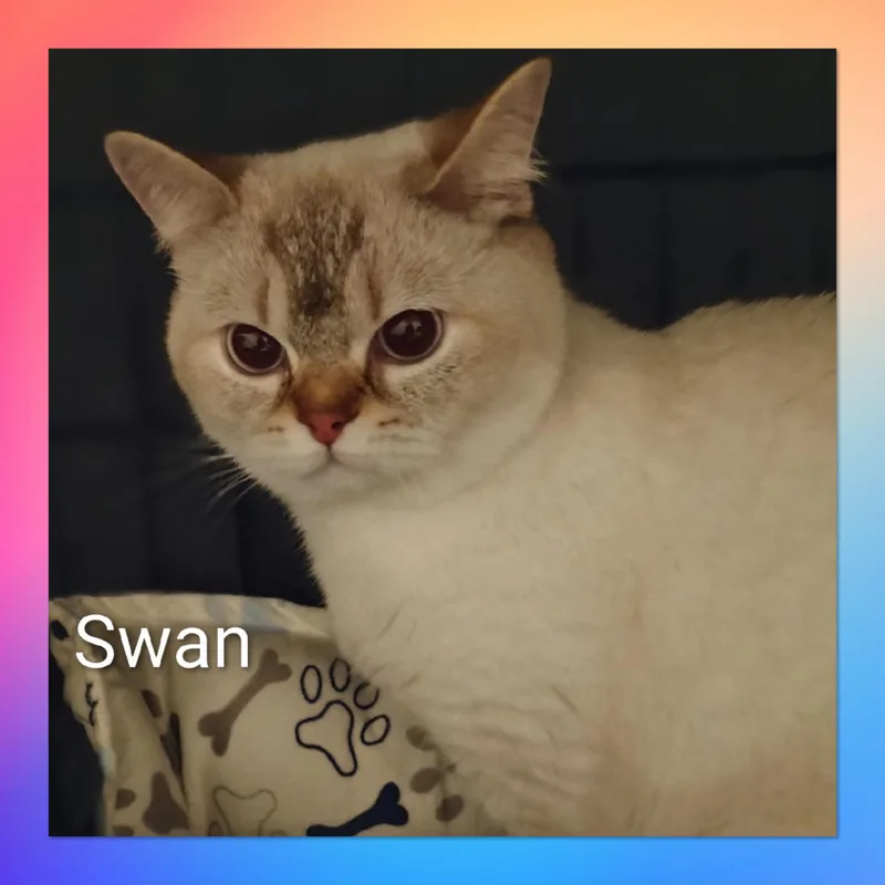 An adult small-sized female British Shorthair cat named Swan for adoption in Tucson, AZ