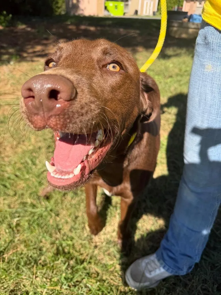A young medium-sized male Chocolate Labrador Retriever dog named Ruger for adoption in Culpeper, VA