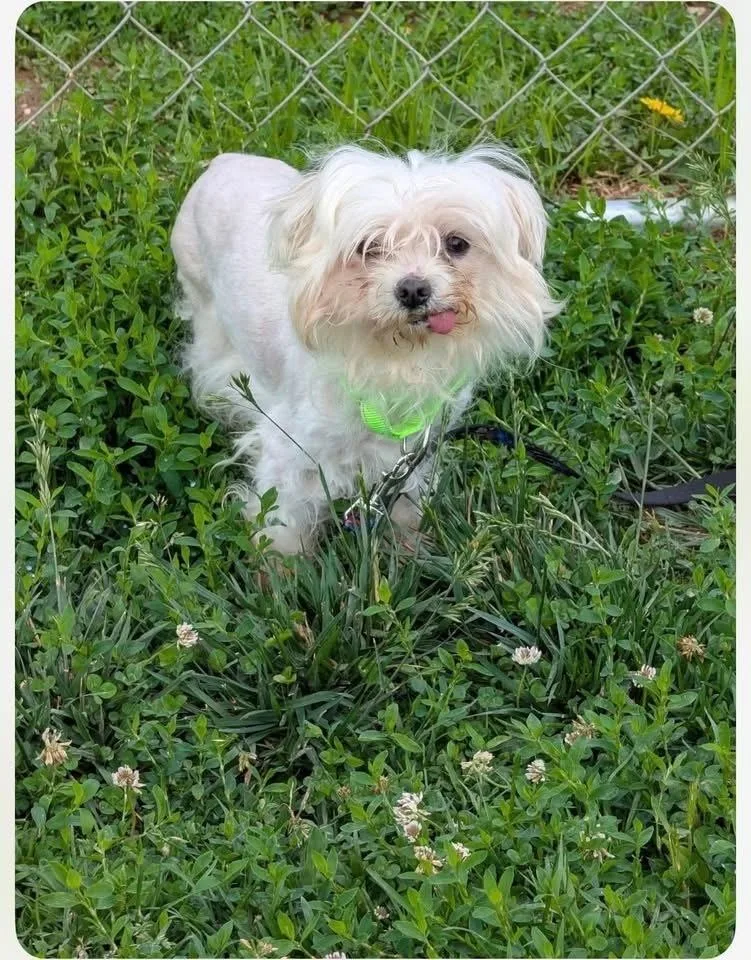 An adult small-sized male White / Cream Maltese dog named Pookie for adoption in Middletown, CT