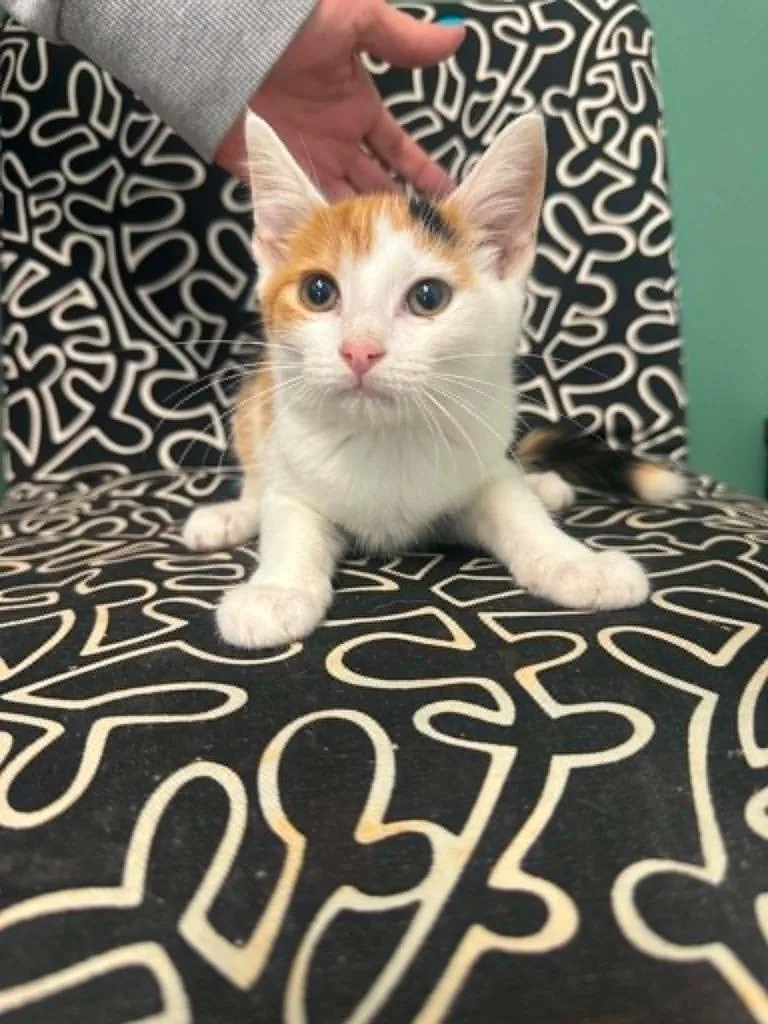 A baby medium-sized female Domestic Short Hair cat named Alyssa for adoption in Marion, OH