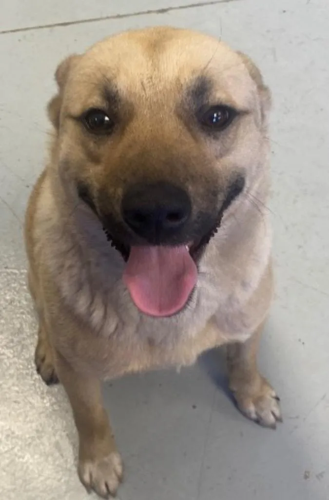 A young large-sized male Labrador Retriever dog named Sebastian for adoption in Greenwood, MS