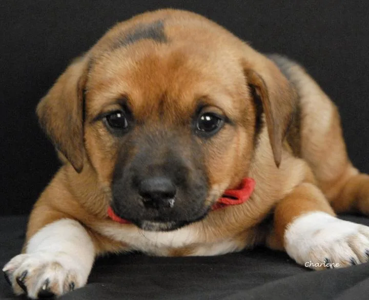 A baby medium-sized female Yellow / Tan / Blond / Fawn Feist dog named Smudge for adoption in Newland, NC