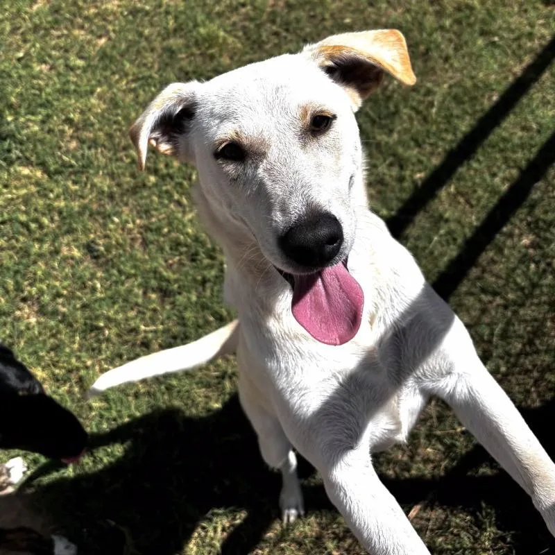 A young medium-sized female White / Cream Mixed Breed dog named Bonnie Butterbeans for adoption in lawton, OK