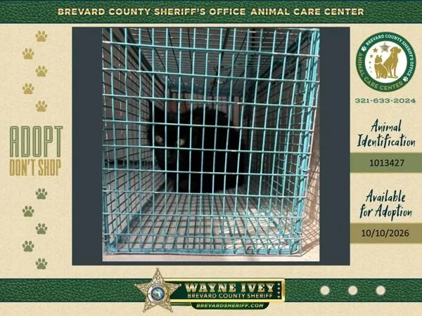 An adult small-sized unknown Domestic Short Hair cat named Licorice for adoption in Melbourne, FL