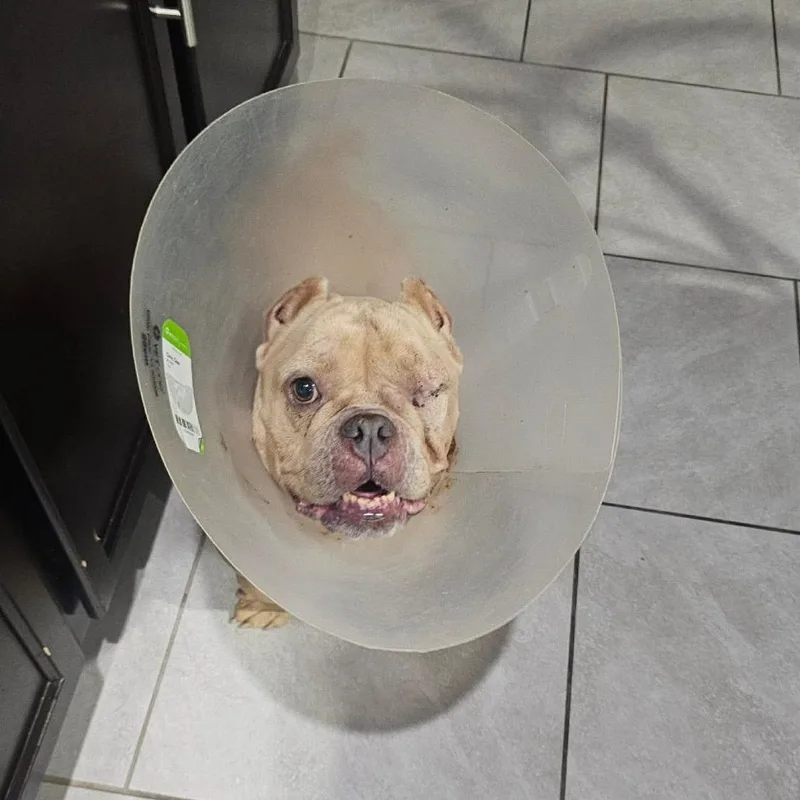 An adult medium-sized female English Bulldog dog named Leela for adoption in Pearland, TX
