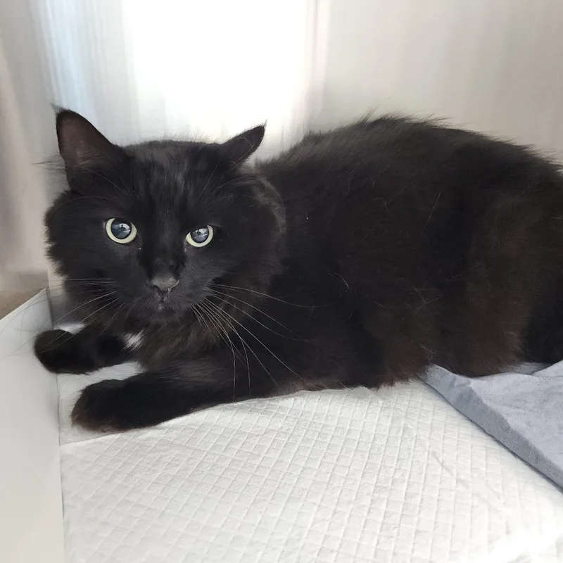 An adult large-sized male Domestic Long Hair cat named Mr. Black for adoption in Tampa, FL