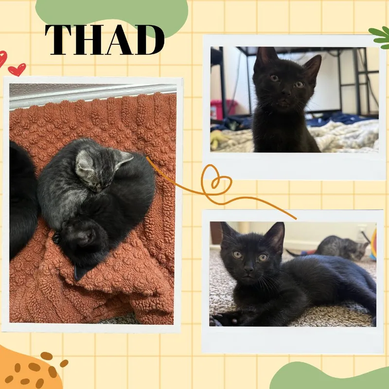 A baby small-sized male Black Domestic Short Hair cat named Thad for adoption in Orangevale, CA
