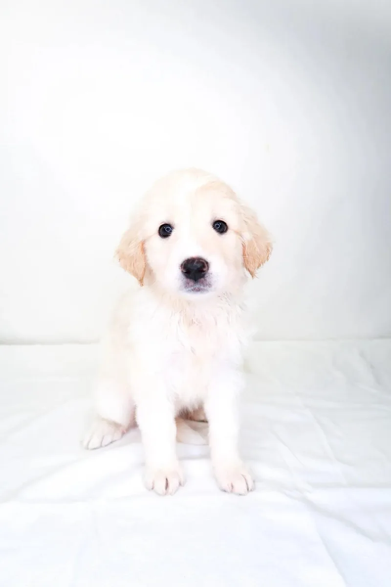 A baby medium-sized female Yellow / Tan / Blond / Fawn Great Pyrenees dog named Seashell for adoption in Bixby, OK