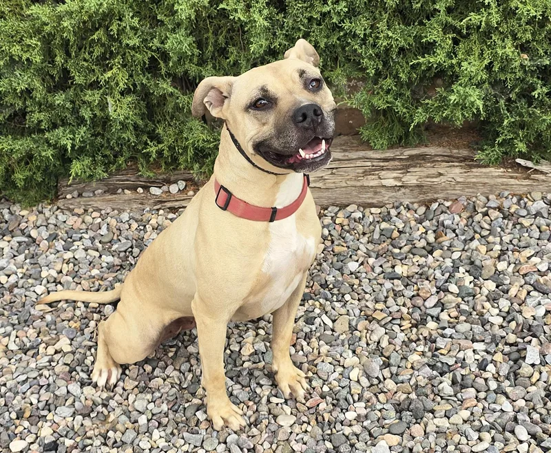 A young medium-sized female Pit Bull Terrier dog named Silly SWEET Ms Strudel for adoption in Albuquerque, NM