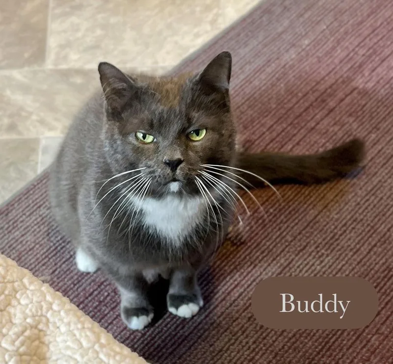 An adult medium-sized male Gray & White Domestic Short Hair cat named Buddy for adoption in Chalfont, PA