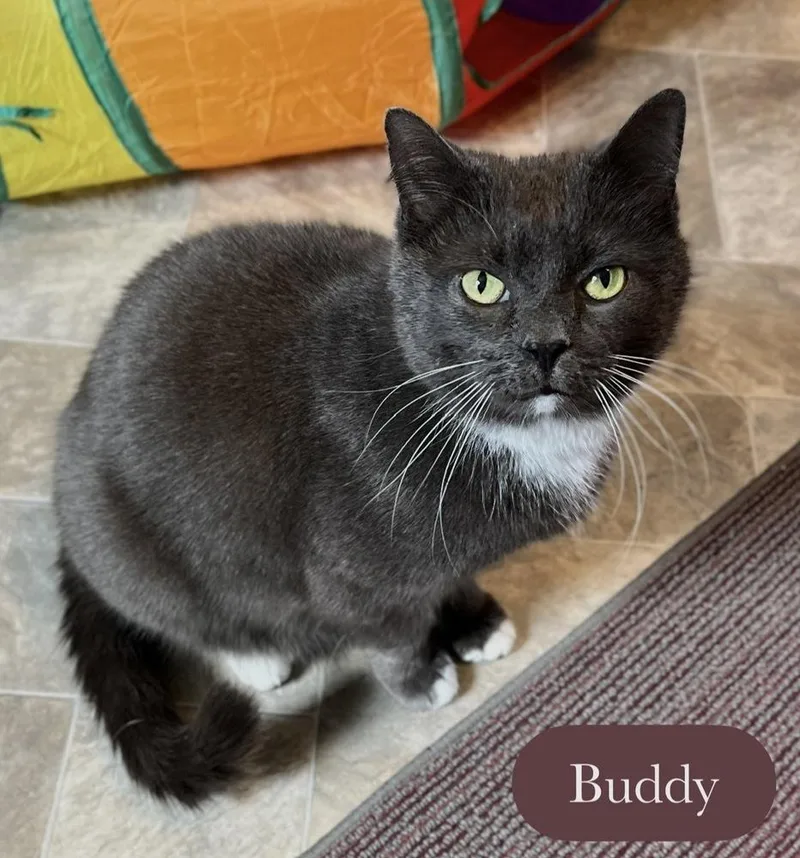 Buddy thumbnail 2