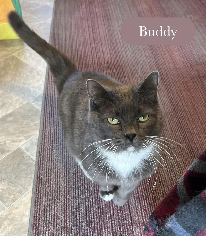 Buddy thumbnail 3