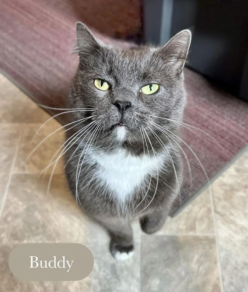 Buddy thumbnail 4