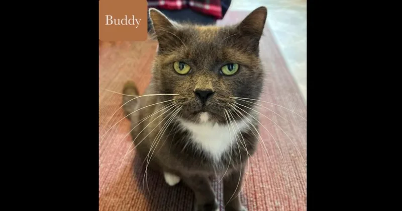 Buddy thumbnail 6