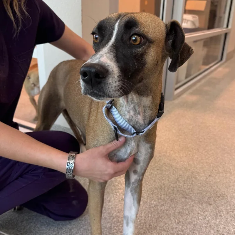 An adult medium-sized female Yellow / Tan / Blond / Fawn Black Mouth Cur dog named Gwendolyn for adoption in Englewood, FL