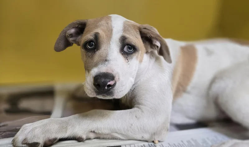 A baby small-sized male Staffordshire Bull Terrier dog named Dash for adoption in Los Angeles, CA