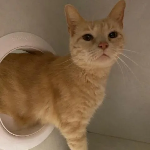 A senior small-sized female Buff / Tan / Fawn Domestic Short Hair cat named Turkey Leg for adoption in Dayton, OH
