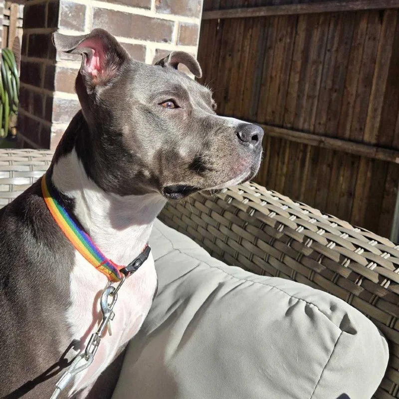 Cooper Xi thumbnail 2