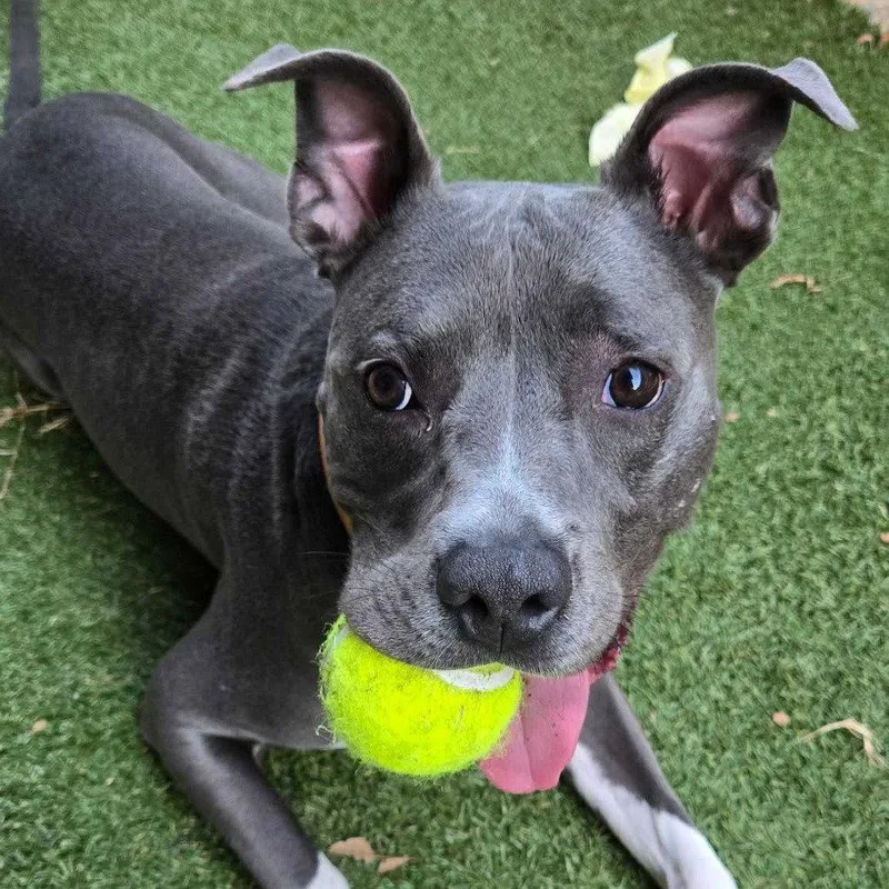 Cooper Xi thumbnail 3