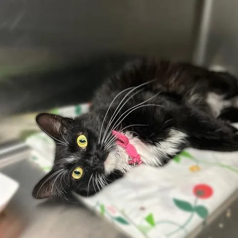 A young medium-sized female Black Domestic Long Hair cat named Priscilla for adoption in Davenport, IA