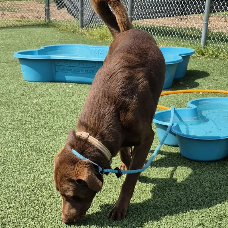 A young large-sized male Brown / Chocolate Chocolate Labrador Retriever dog named Rocky for adoption in Chattanooga, TN