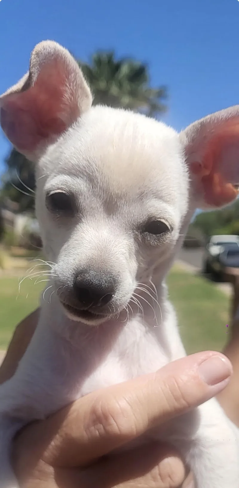 Beau
