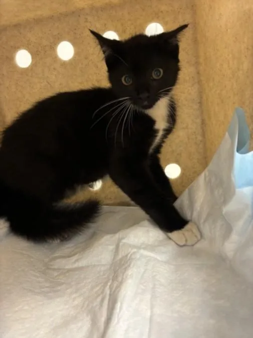 A baby small-sized female Domestic Short Hair cat named Bonnet for adoption in Los Angeles, CA