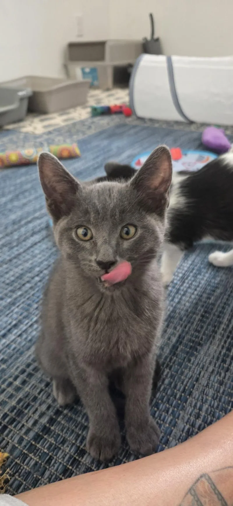 A baby medium-sized male Gray / Blue / Silver Russian Blue cat named Teddy for adoption in Palmdale, CA
