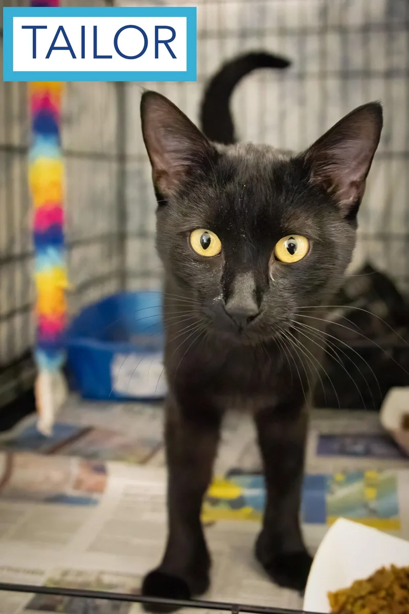 An adult medium-sized male Domestic Short Hair cat named Tailor And Tinker: Bonded for adoption in Greenville, DE