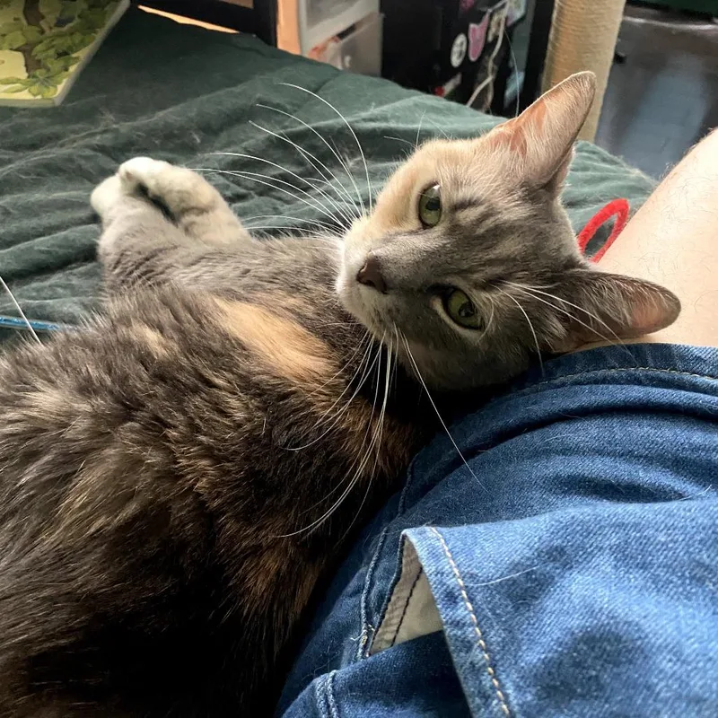 A senior small-sized female Calico Domestic Short Hair cat named Abbey for adoption in Reisterstown, MD