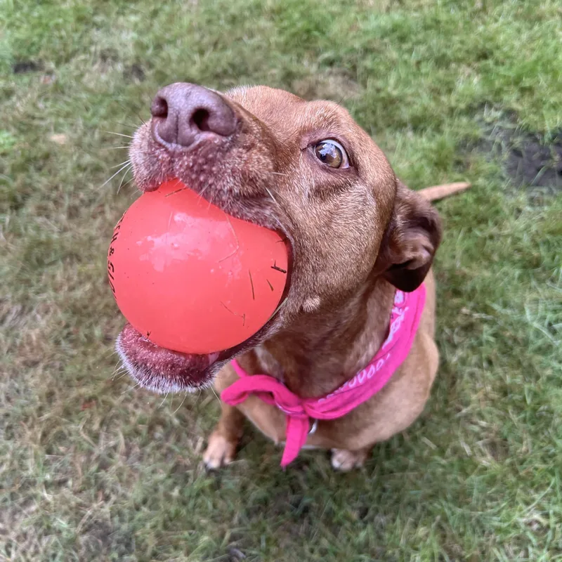 Marley