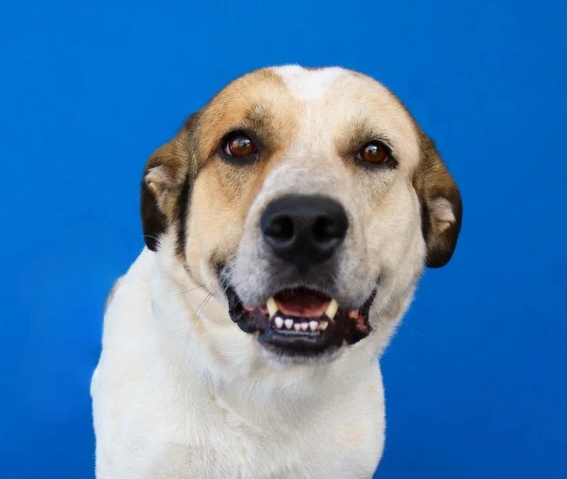 An adult medium-sized male Labrador Retriever dog named Simon for adoption in Pasadena, CA