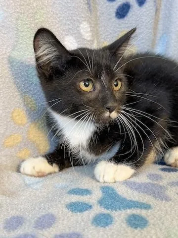 A young medium-sized male Black & White / Tuxedo Tuxedo cat named Cinder for adoption in Minneapolis, MN