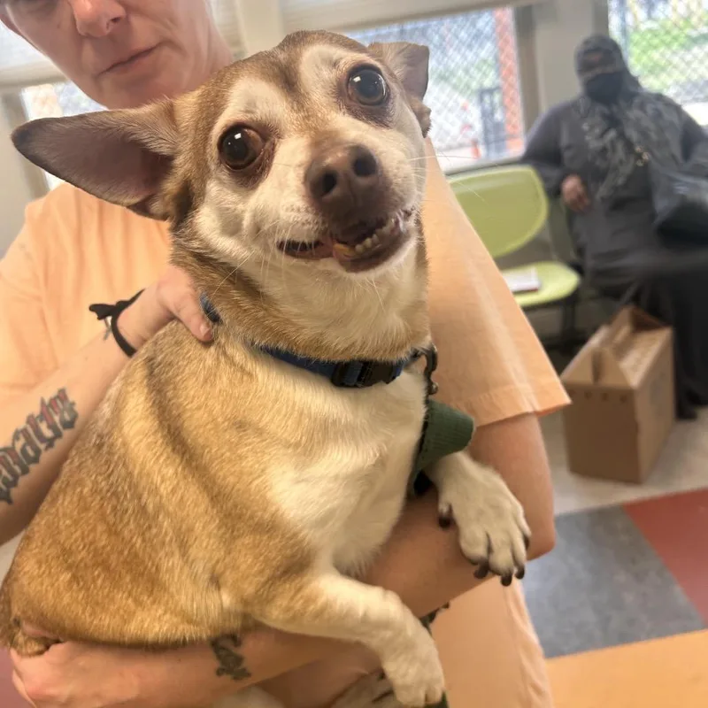 Sarge Barkie thumbnail 3