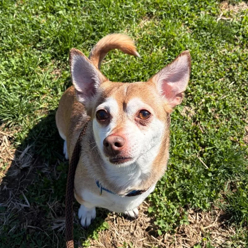 Sarge Barkie thumbnail 4