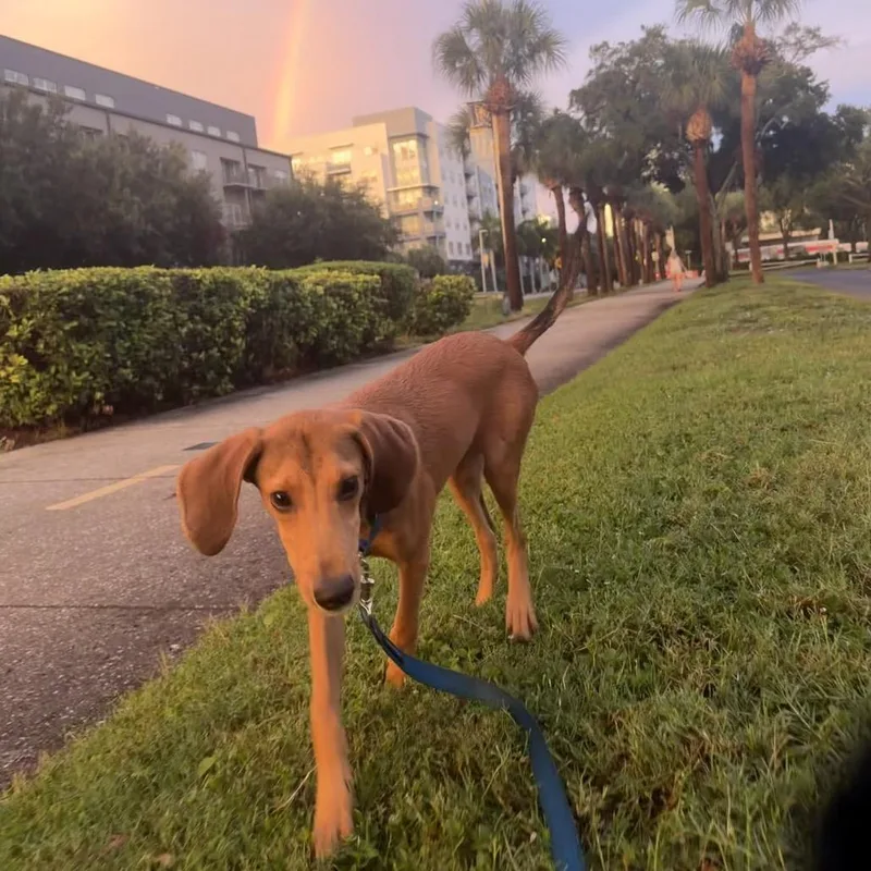 A baby medium-sized male Yellow / Tan / Blond / Fawn Hound dog named Spud for adoption in Seminole, FL