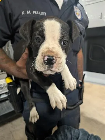 A baby small-sized female Pit Bull Terrier dog named Trixie for adoption in Dayton, OH