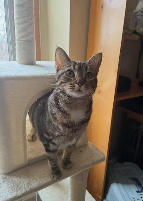 Lady Sheddington thumbnail 2