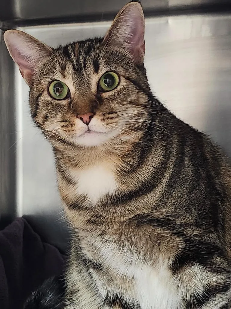 Lady Sheddington thumbnail 3