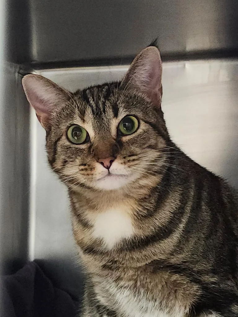 Lady Sheddington thumbnail 4