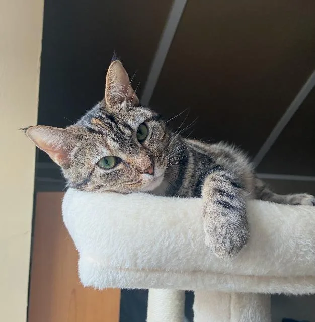 Lady Sheddington thumbnail 5