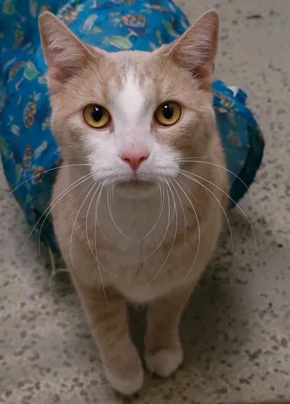 A young medium-sized male Domestic Short Hair cat named Bailey for adoption in Baraboo, WI