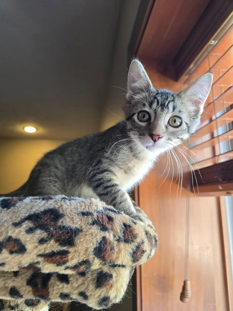 A baby medium-sized male Tabby (Gray / Blue / Silver) Domestic Short Hair cat named Valens for adoption in Sioux Falls, SD