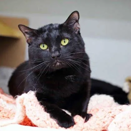 An adult small-sized male Black Domestic Short Hair cat named Little Baby for adoption in Atlanta, GA